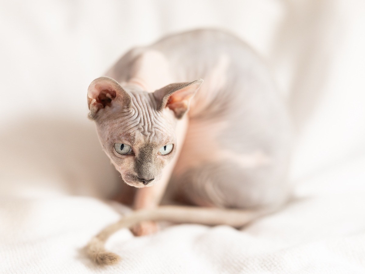 Sphynx v charakterovém záběru